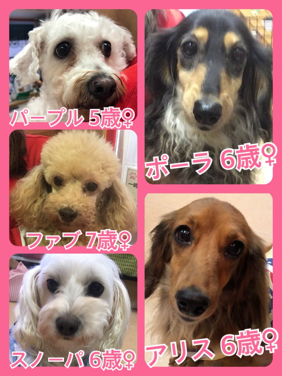 🐾今日の里親様募集中ワンコ🐶メンバーです🐾2019,8,30